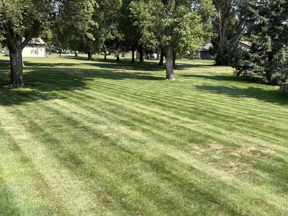 Large shaded lawn cut into even stripes