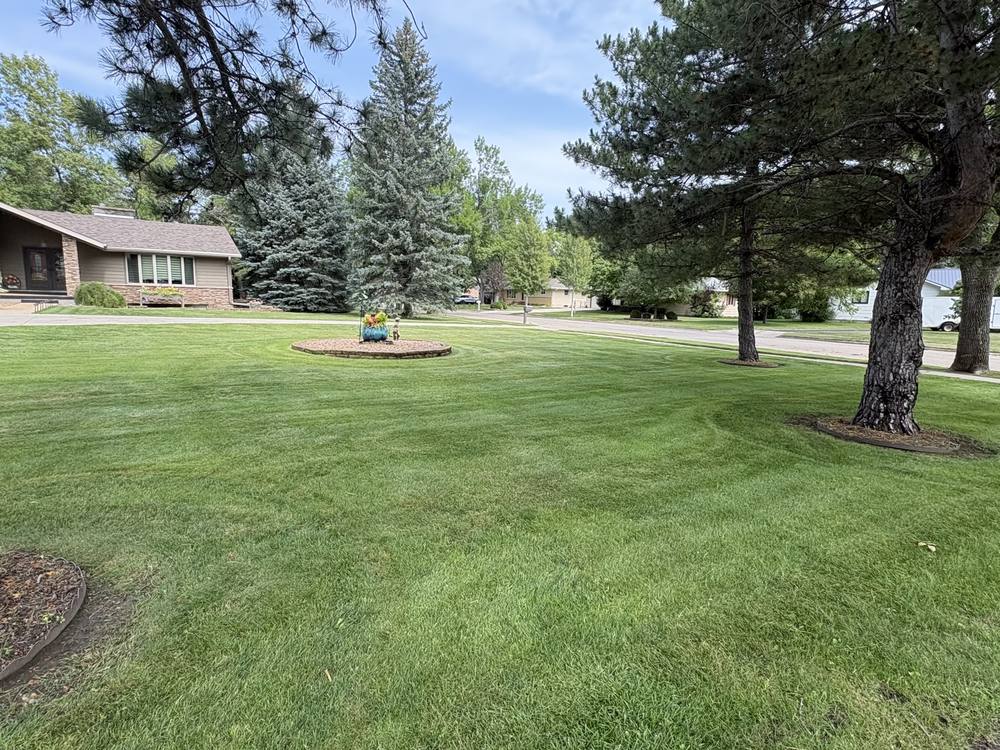 Wide front lawn mowed evenly around mature pines