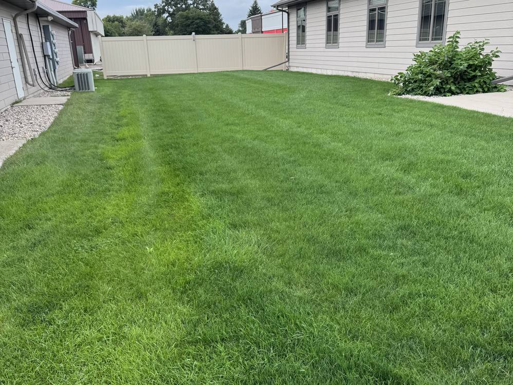 Backyard with long, overgrown grass before mowing