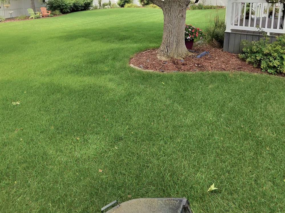 Backyard lawn under a shade tree before mowing, growth uneven across the yard